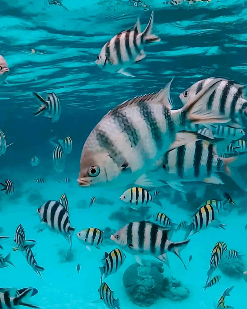Aquarium